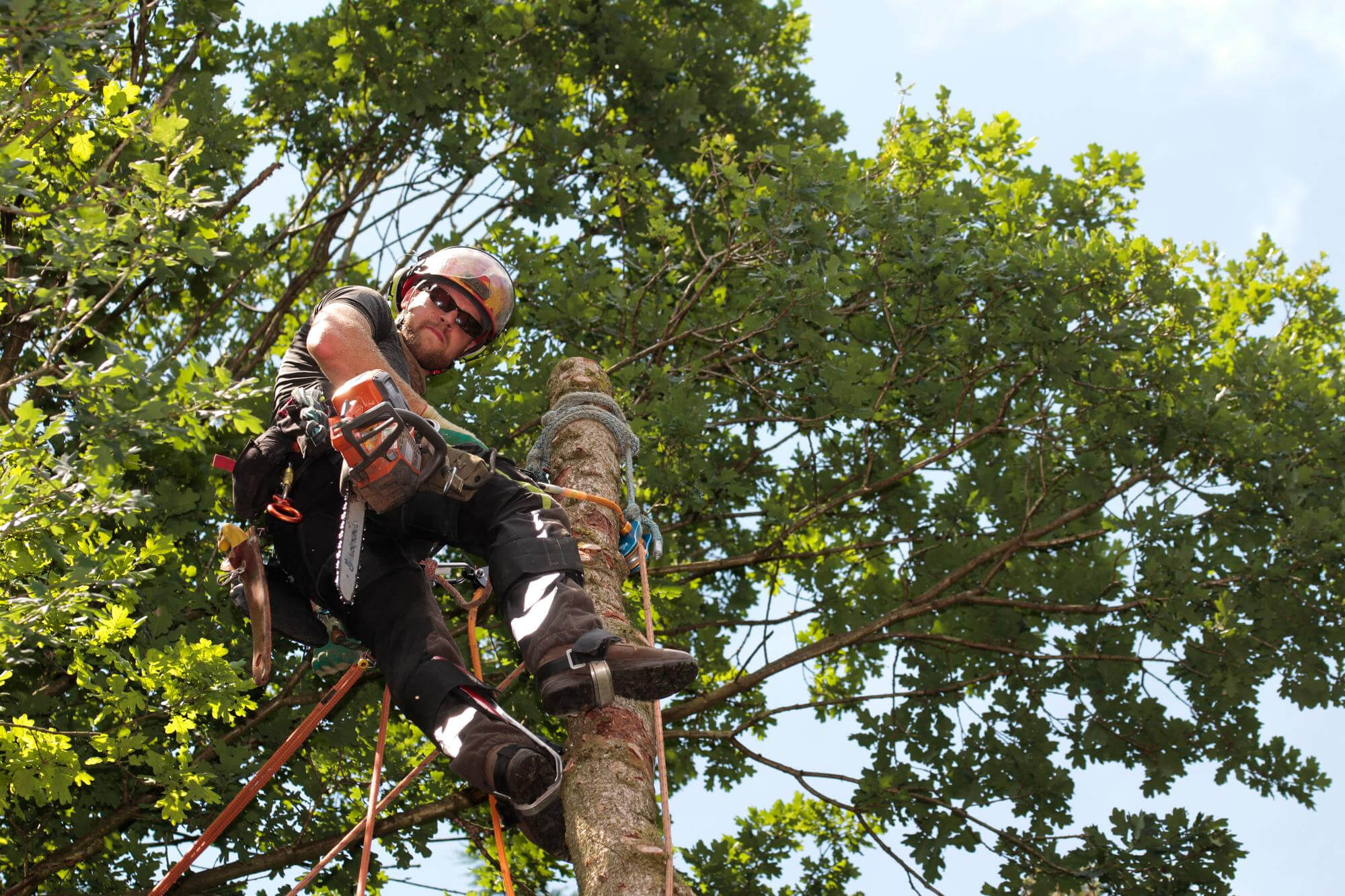 Qualified Tree Surgeon