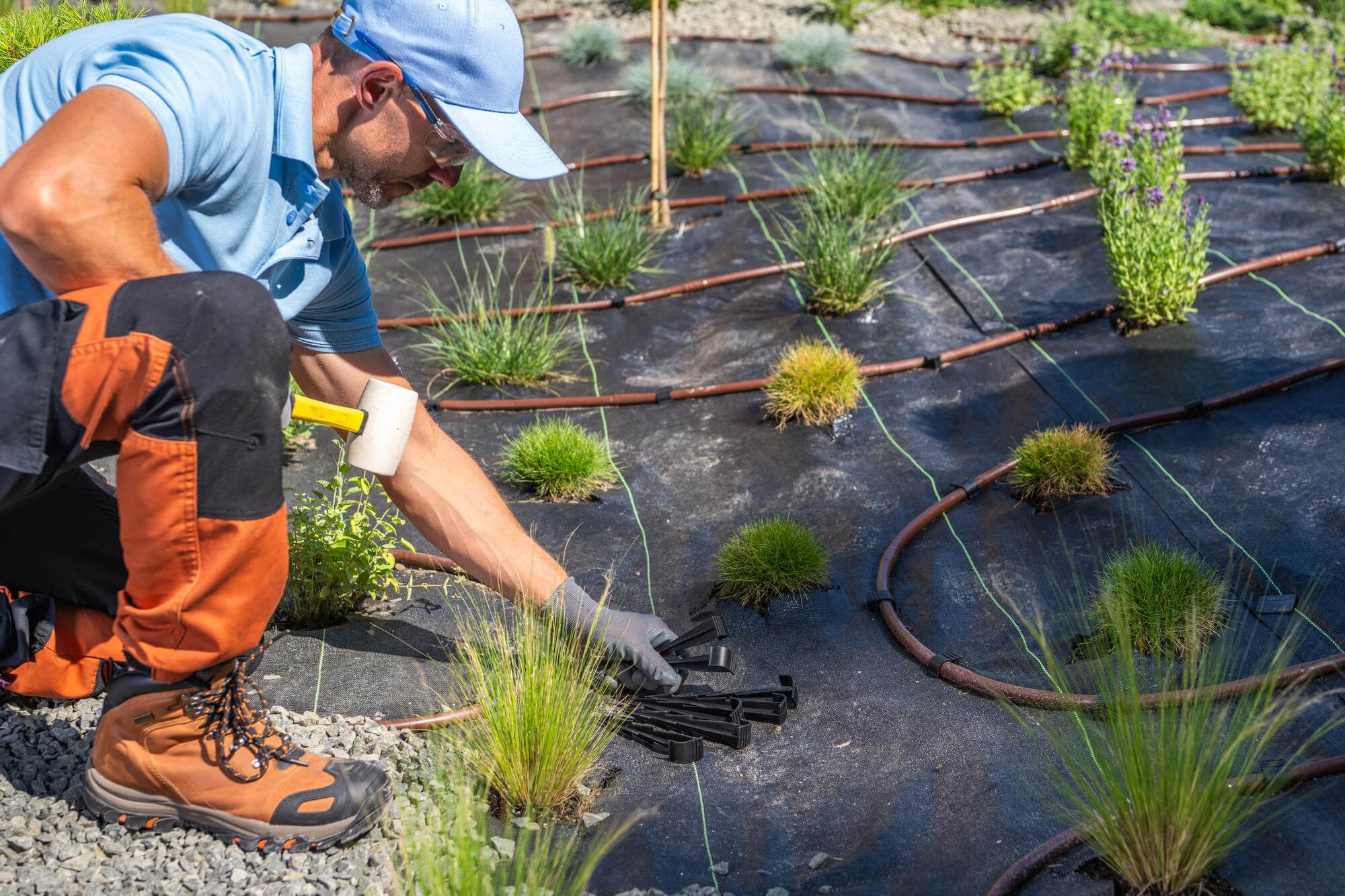 Landscape Planting
