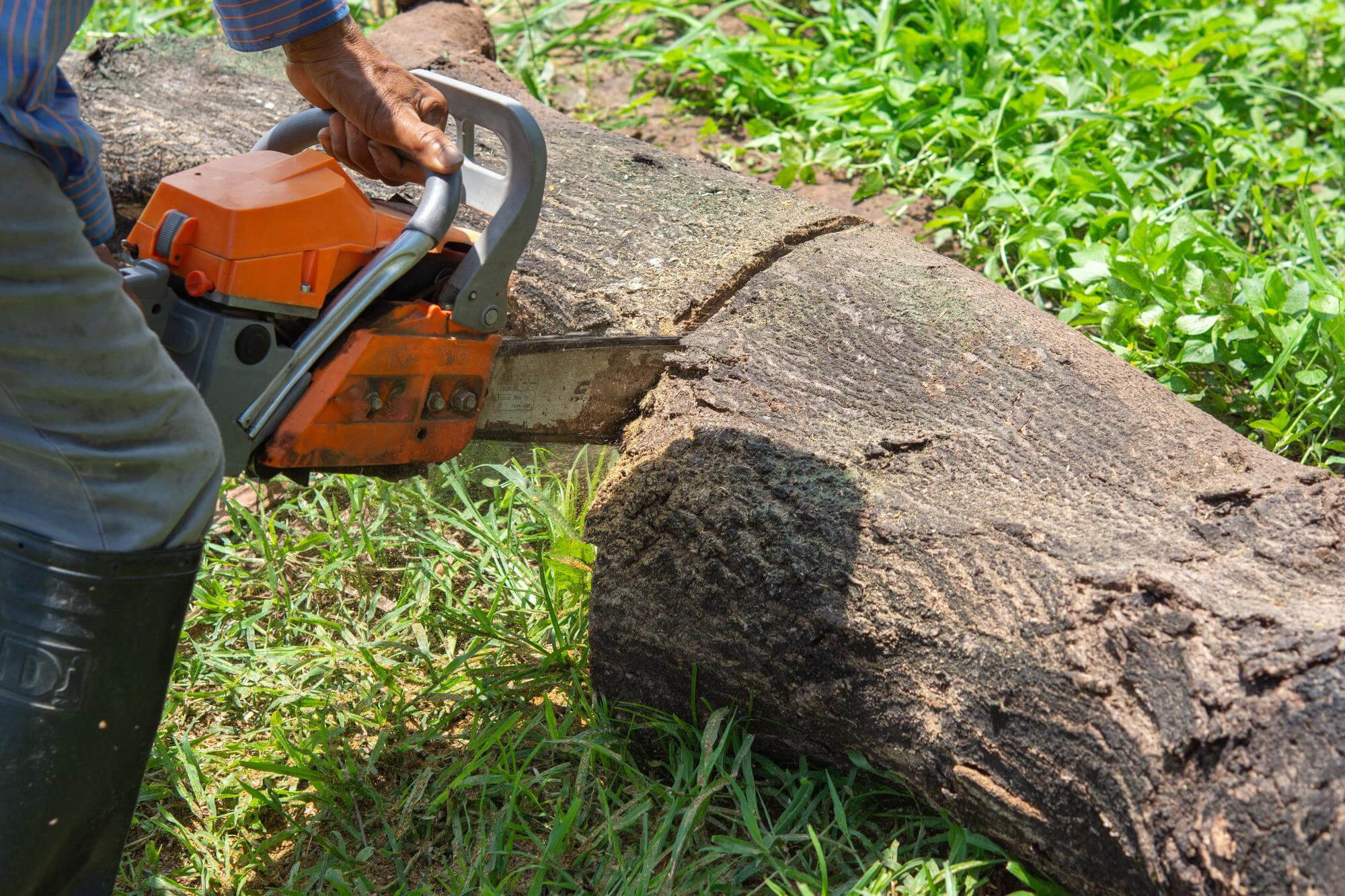 Stump Grinding