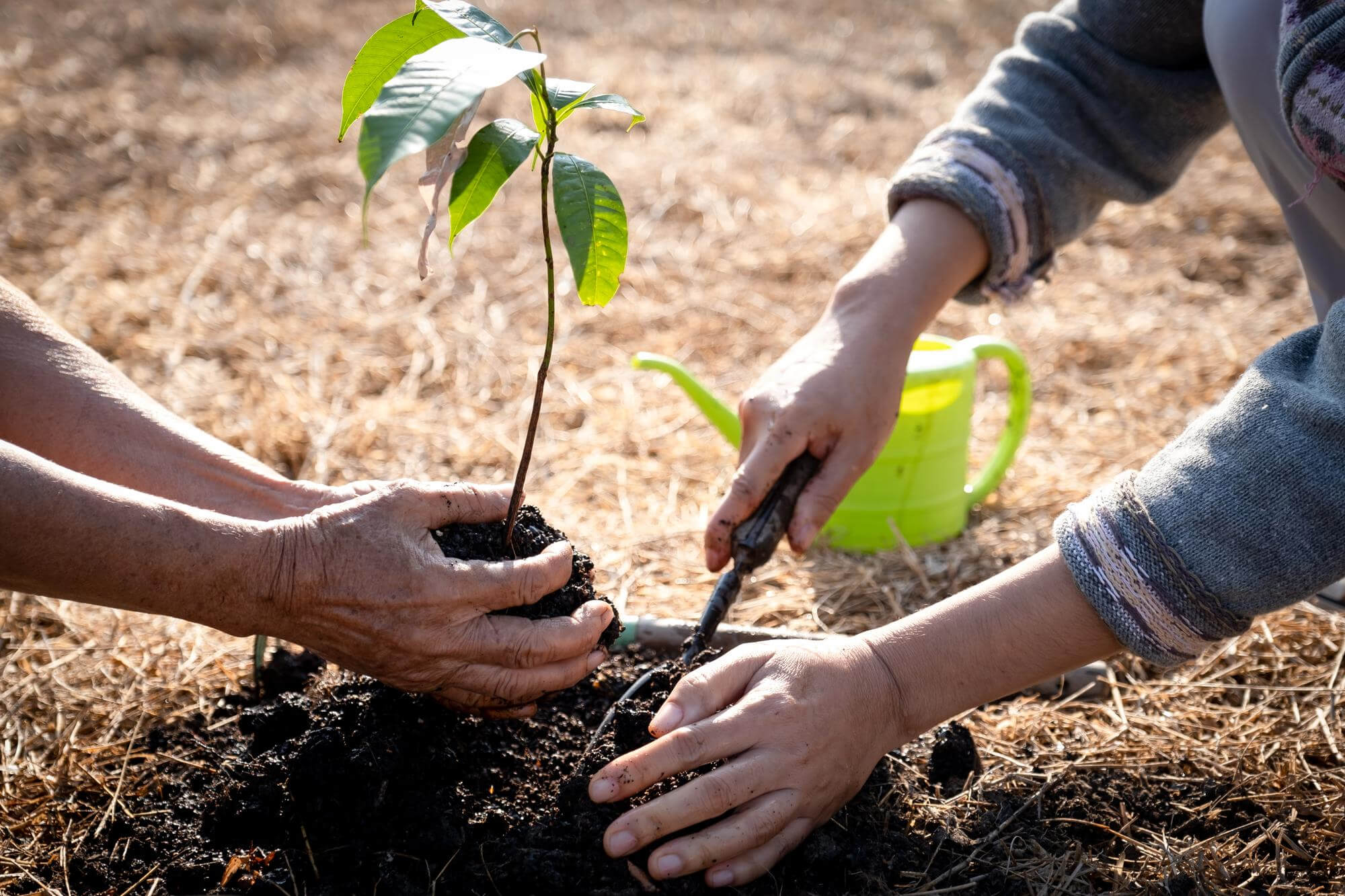 Tree Planting